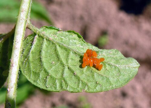 recognize eggs of the Colorado potato beetle