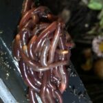 herkennen compostwormen