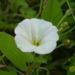 identify field bindweed