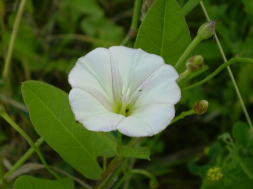 identify field bindweed