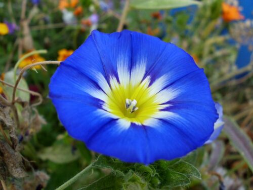 identificeren Convolvulus tricolor