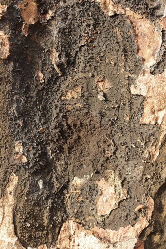 recognize damage soot bark disease
