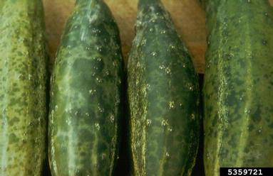 recognize Cucumber mosaic virus symptoms