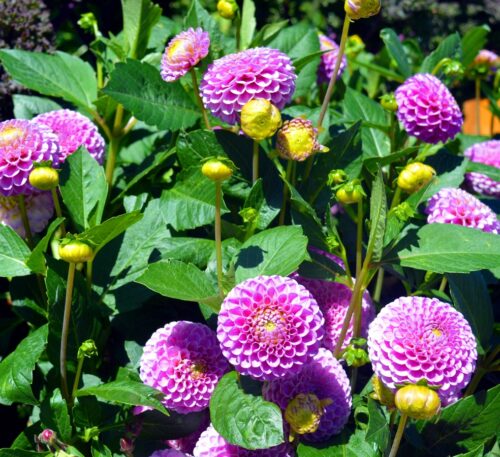 recognize plant dahlia