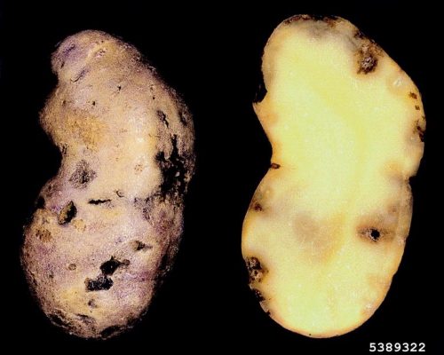 recognize Potato rot nematode on potatoes