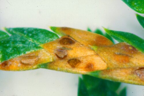recognize fungus on conifers