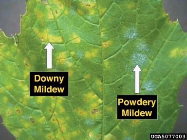 recognize difference between Dowry Mildew and Powdery Mildew