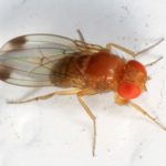 recognize Spotted wing drosophila (SWD)