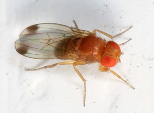 recognize Spotted wing drosophila (SWD)