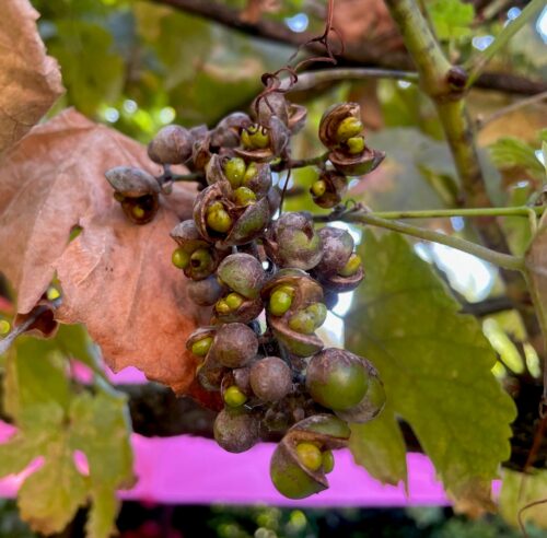 recognize botrytis on grapes