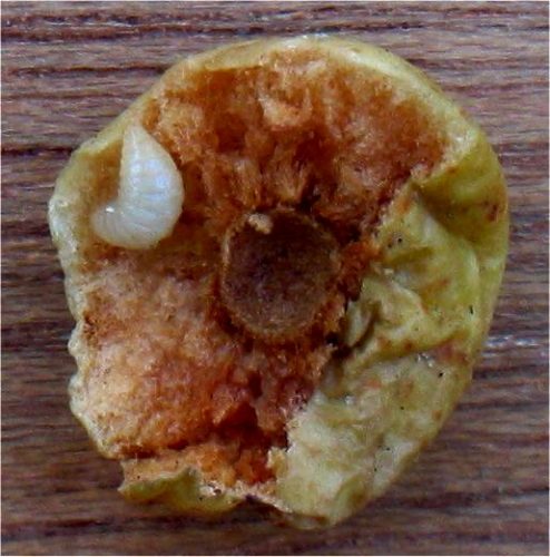 recognize larva Cherry Gall Wasp
