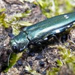 recognize Oak Jewel Beetle