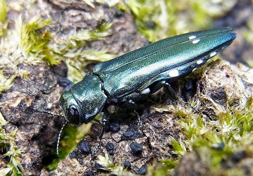 recognize Oak Jewel Beetle