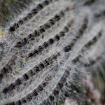 recognize Oak Processionary caterpillars