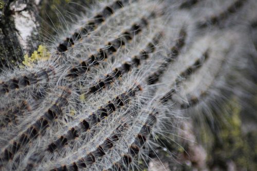 recognize Oak Processionary caterpillars