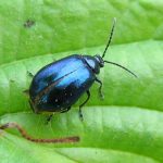 recognize the Alder Leaf Beetle