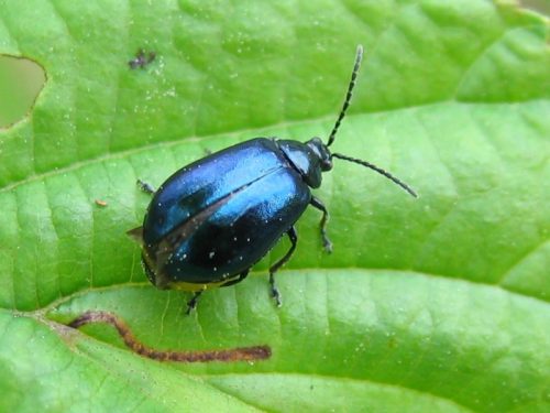 recognize the Alder Leaf Beetle