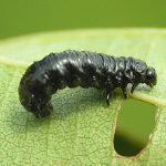 recognize larva of the Alder Leaf Beetle