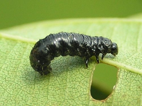 recognize larva of the Alder Leaf Beetle