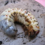 recognize chafer grub