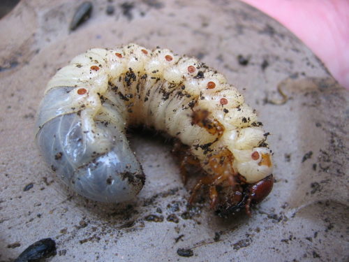 recognize chafer grub