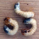 recognize chafer grubs