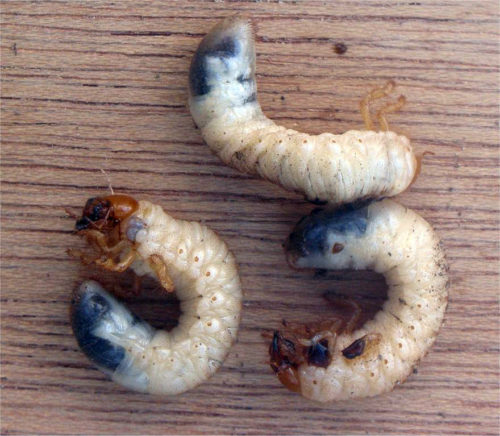 recognize chafer grubs