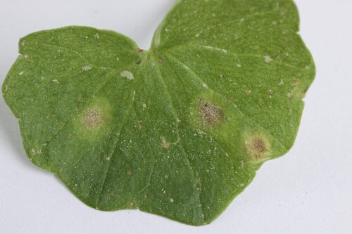 recognize entyloma on leaves