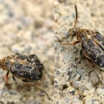 recognize pea weevils