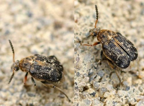 recognize pea weevils