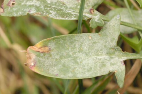 recognize powdery mildew