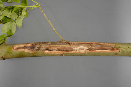 recognize ash dieback