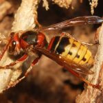 recognize European hornet