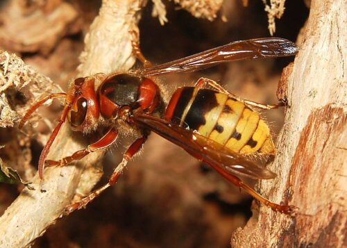 recognize European hornet