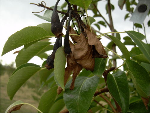 recognize fire blight in apples, pears