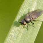 recognize the frit fly (adult)