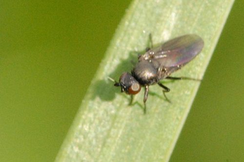 recognize the frit fly (adult)