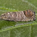 recognize codling moth