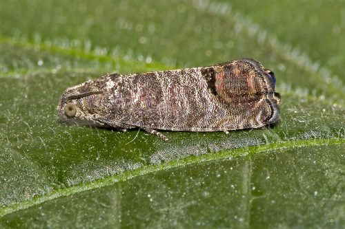 recognize codling moth