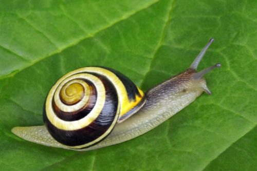 recognize the grove snail (Cepaea nemoralis)