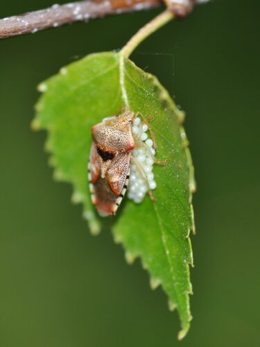 recognize Parent Bug