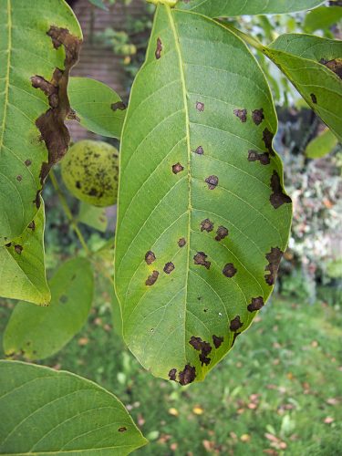 recognize blotch and leaf spot walnut tree