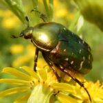 recognize Rose chafer