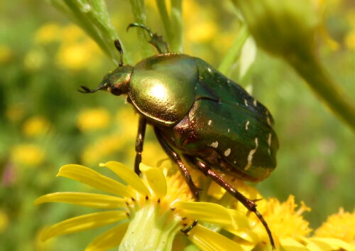 recognize Rose chafer
