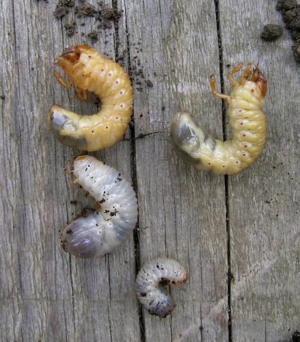 recognize larvae Rose chafer