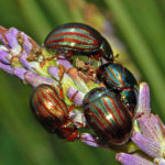 recognize rosemary beetle