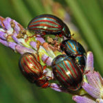 Herkennen rozemarijngoudhaantje (Chrysolina americana)