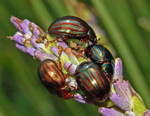 recognize rosemary beetle