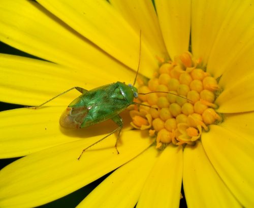 recognize Common green capsid