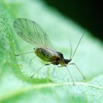 recognize green peach aphid